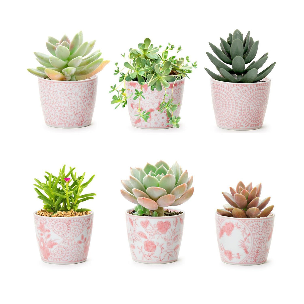 Mini Pink Cachepots Gia Roma