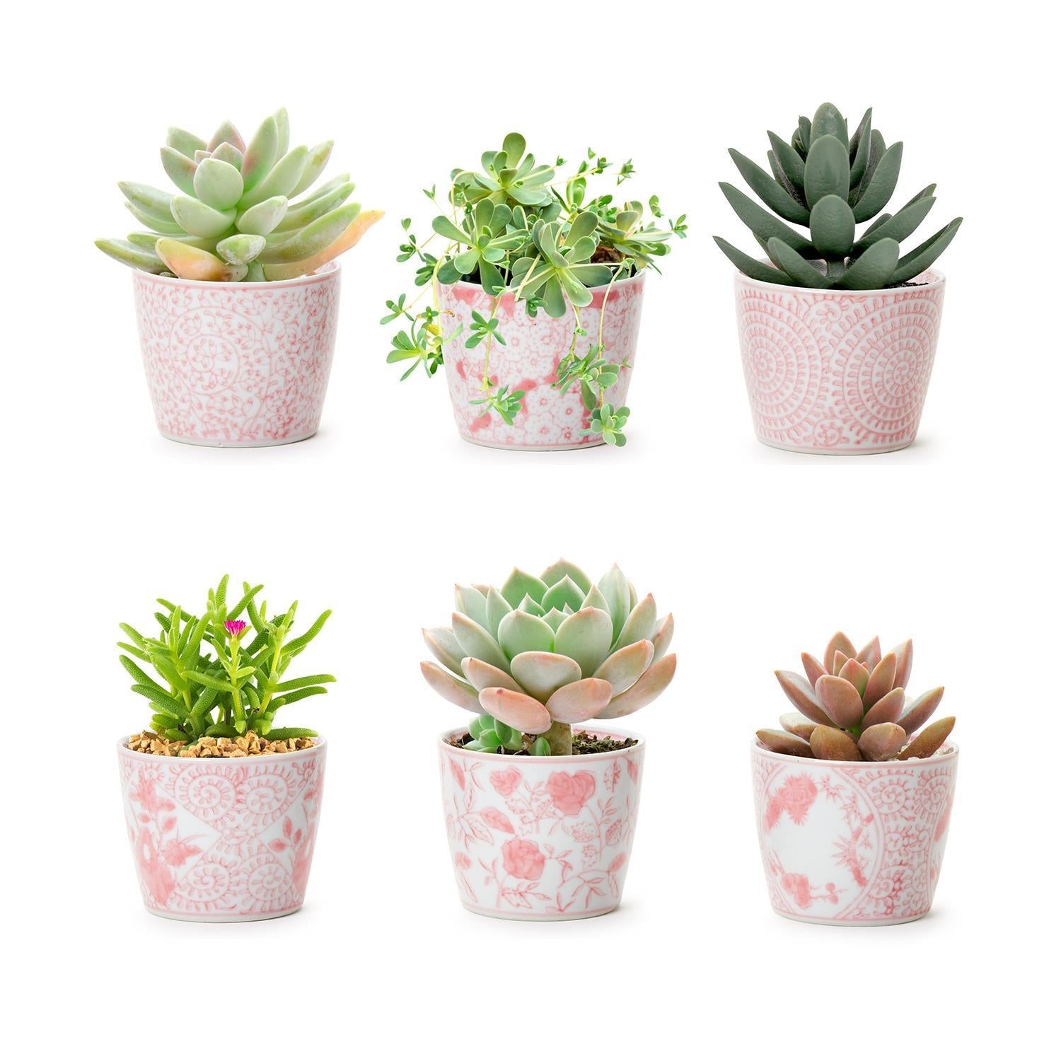Mini Pink Cachepots Gia Roma