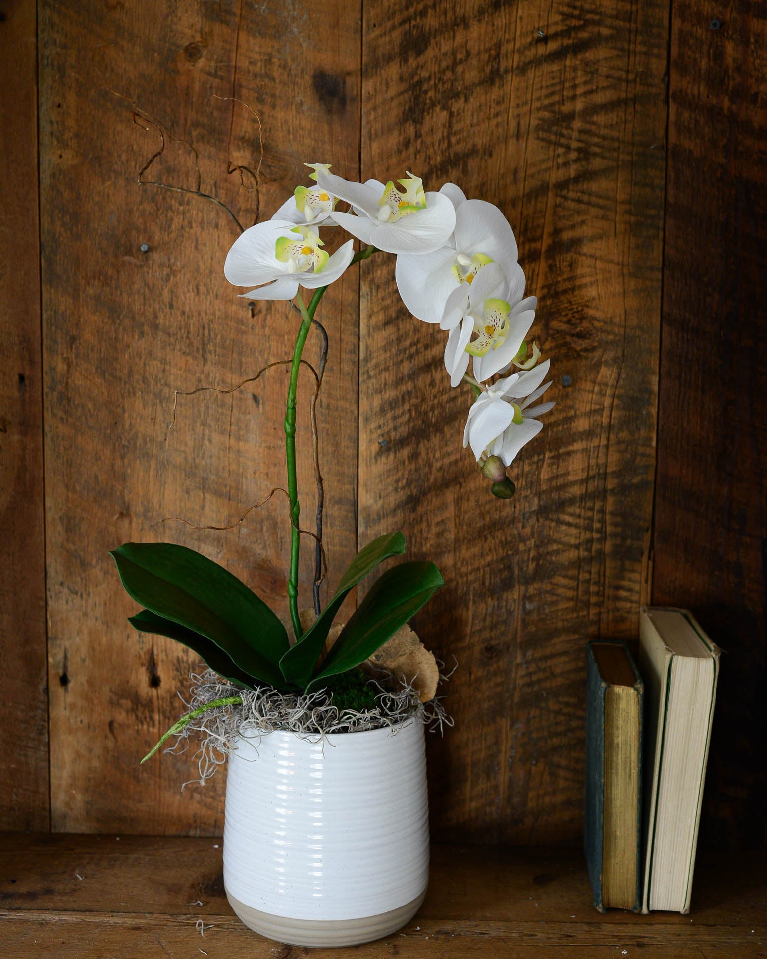 Single White Phalaenopsis Orchid Drop In Branches Designs