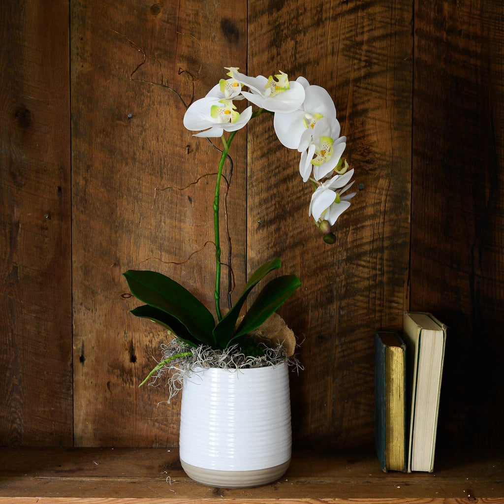 Single White Phalaenopsis Orchid Drop In Branches Designs
