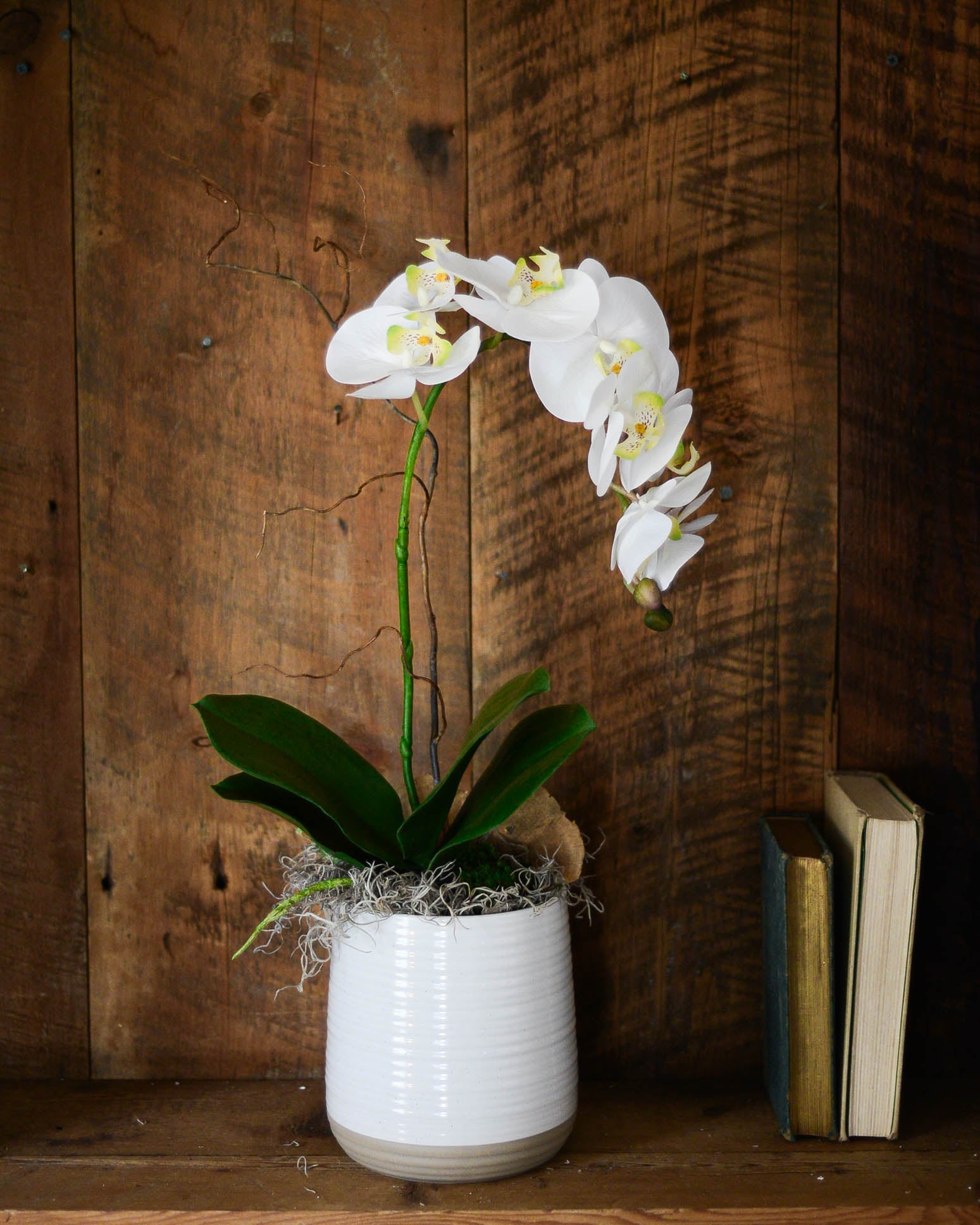 Single White Phalaenopsis Orchid Drop In Branches Designs
