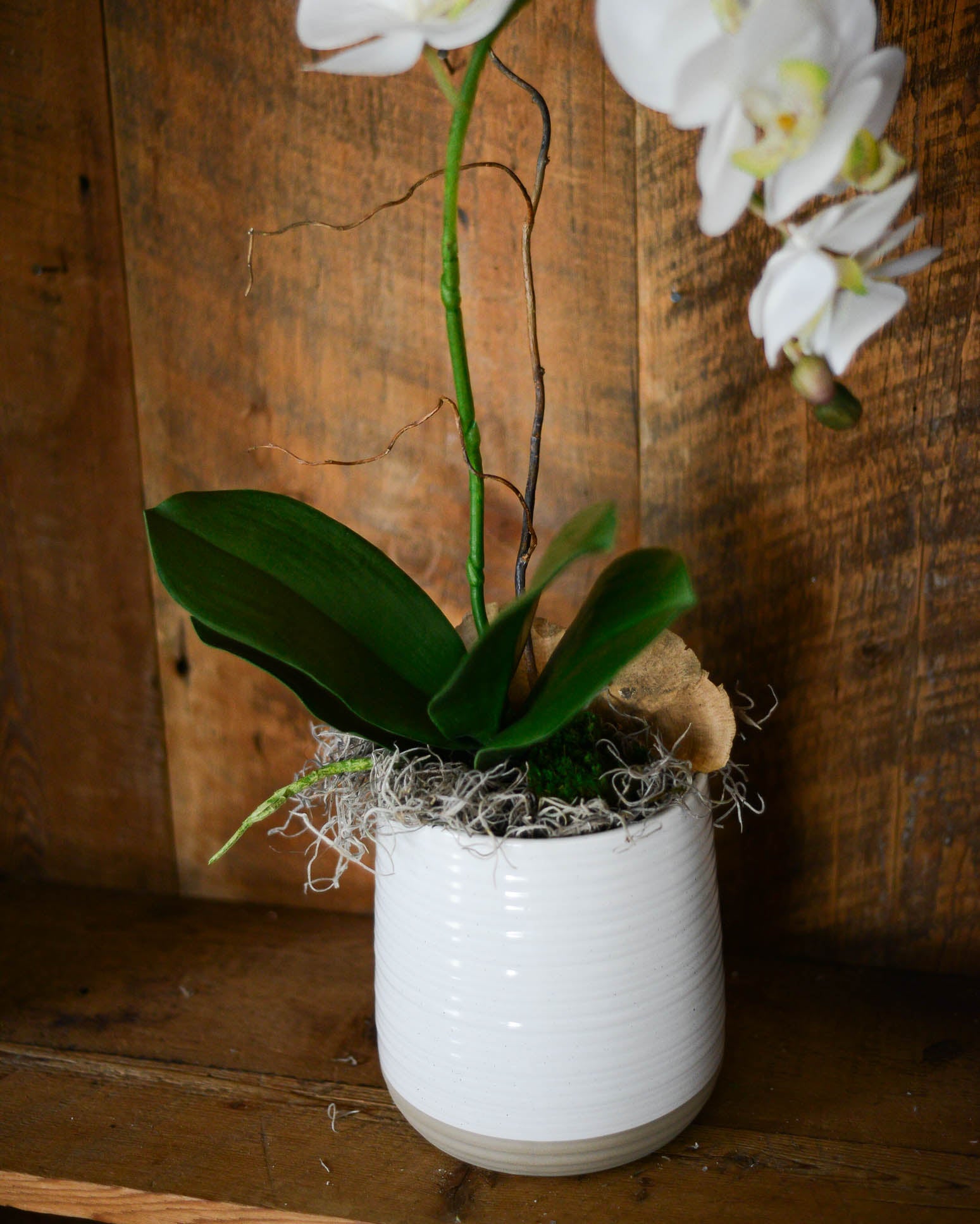 Single White Phalaenopsis Orchid Drop In Branches Designs