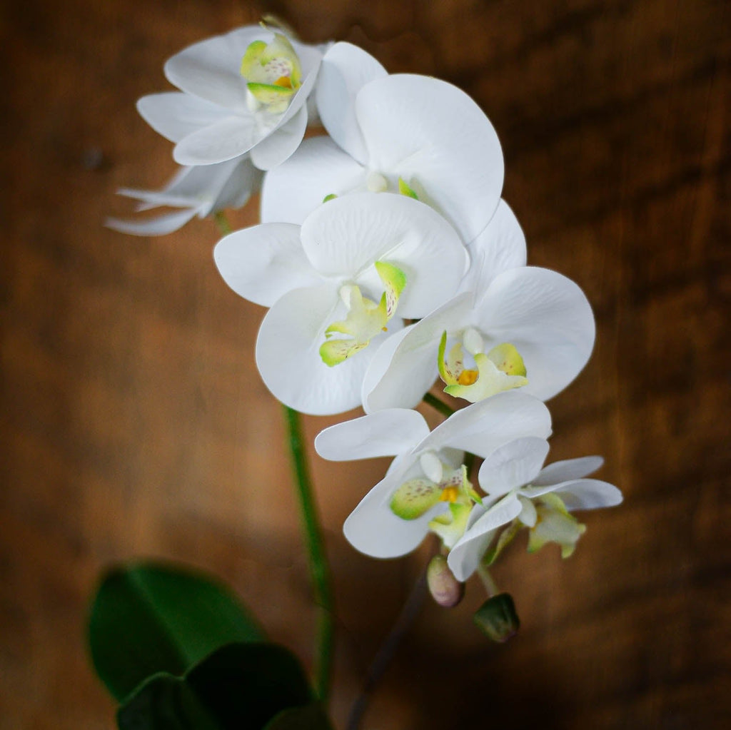 Single White Phalaenopsis Orchid Drop In Branches Designs