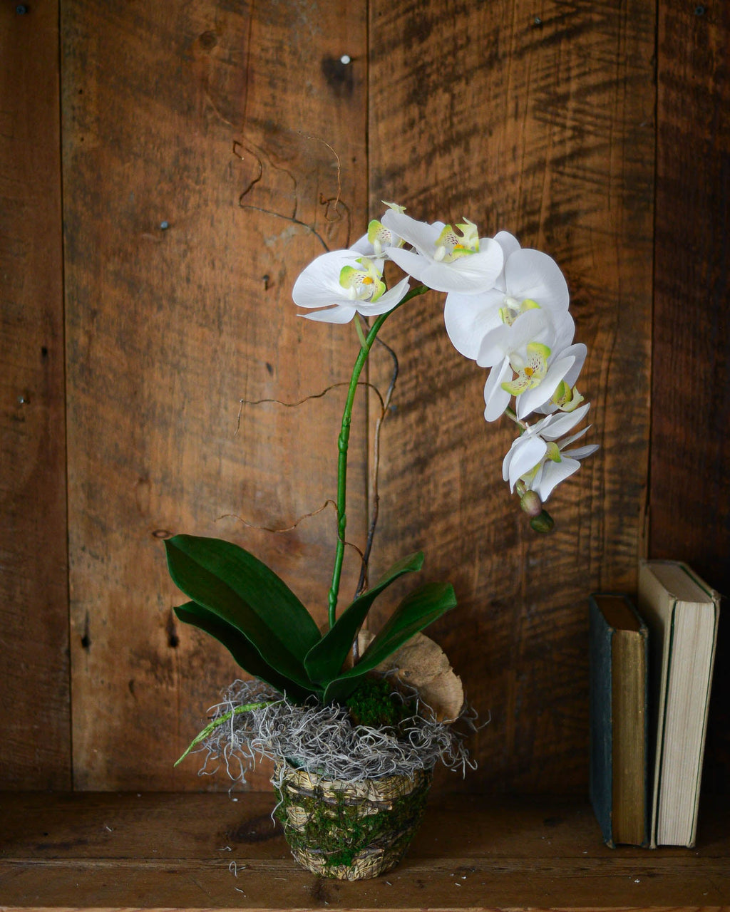 Single White Phalaenopsis Orchid Drop In Branches Designs