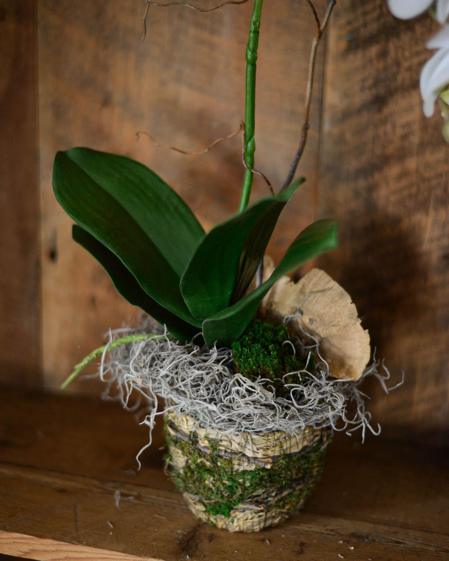 Single White Phalaenopsis Orchid Drop In Branches Designs