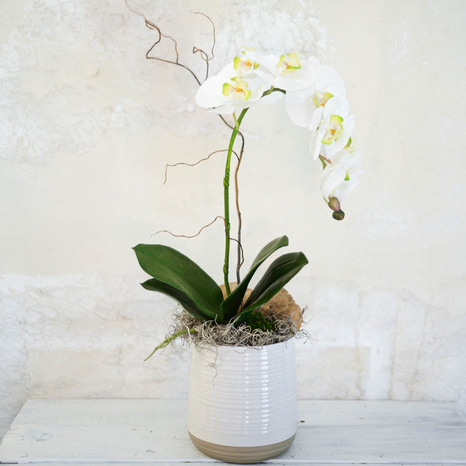 Single White Phalaenopsis Orchid Drop In Branches Designs