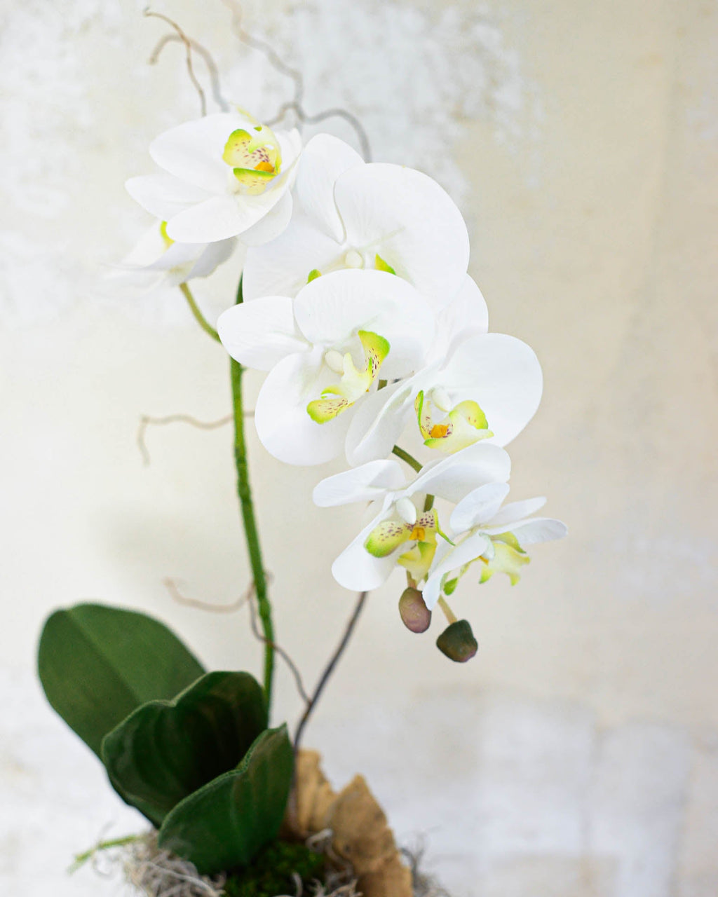 Single White Phalaenopsis Orchid Drop In Branches Designs