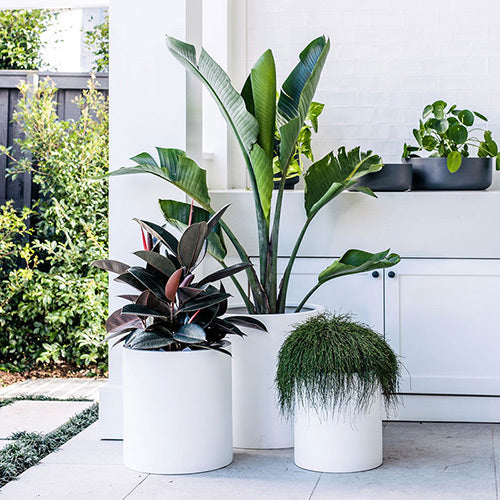 Choob The Balcony Garden US
