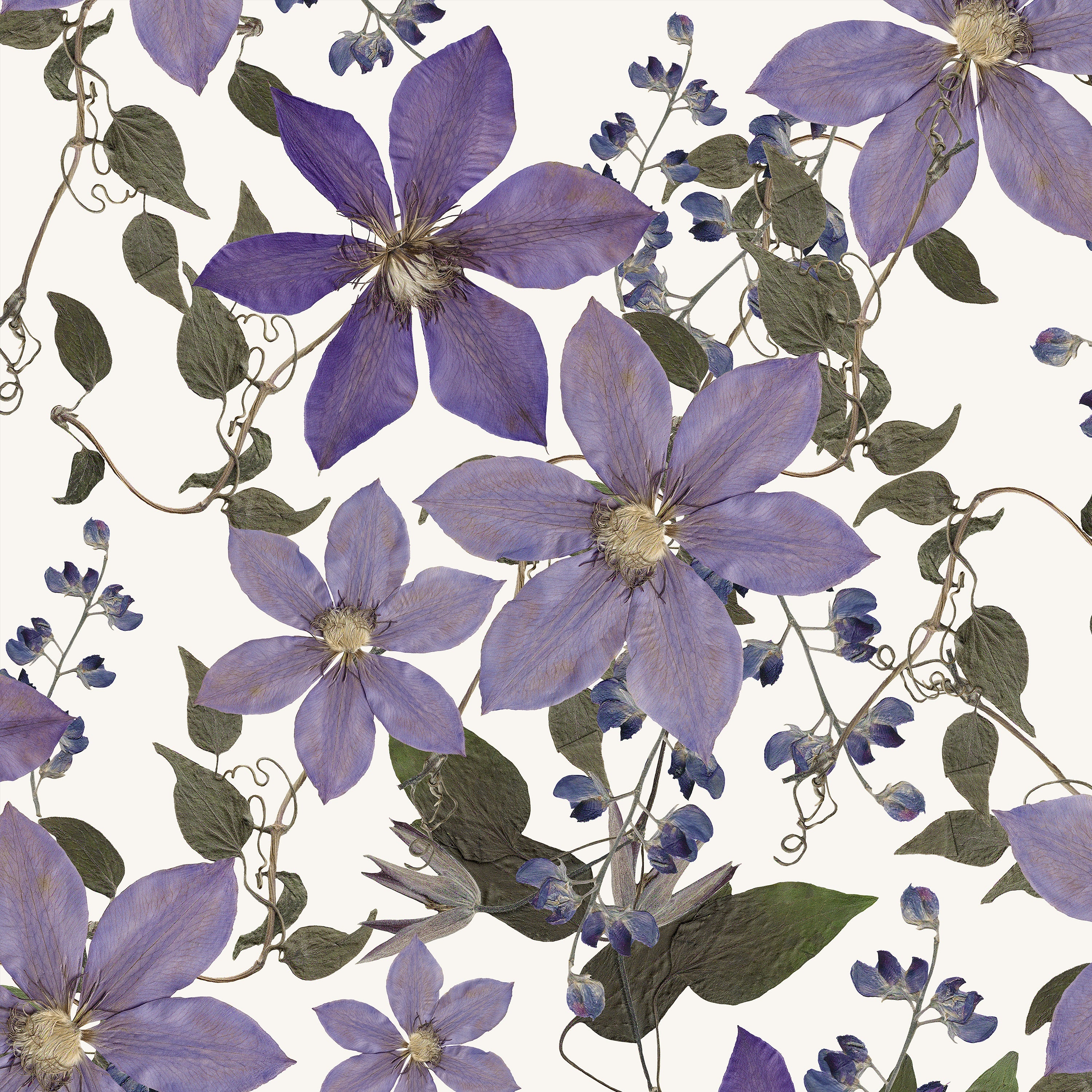 Clematis