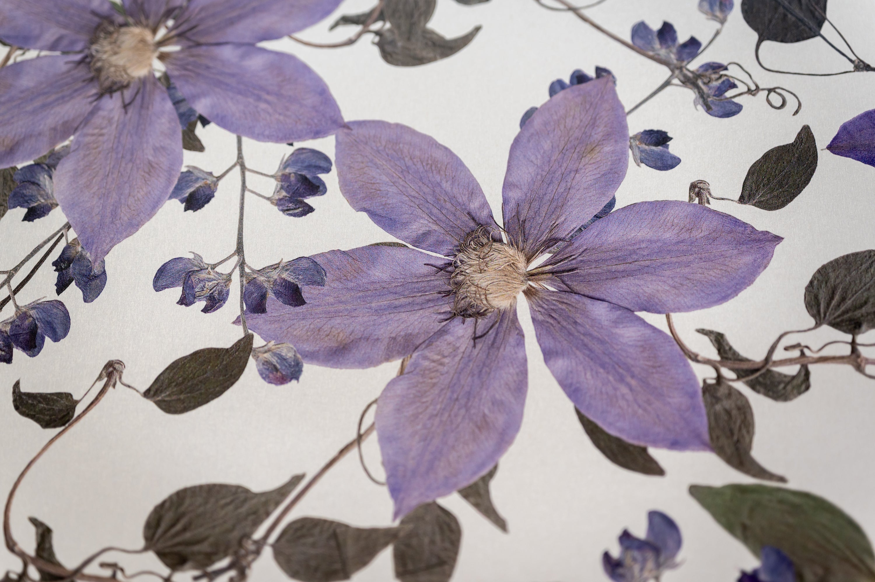 Clematis