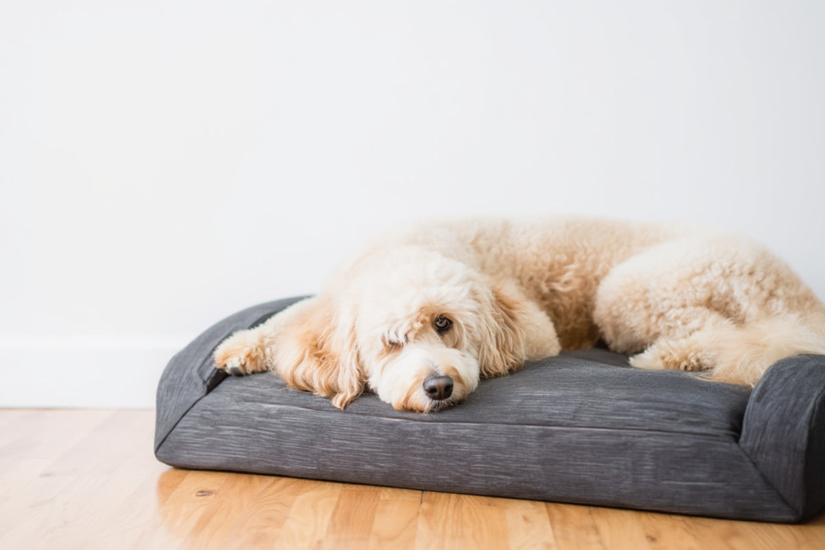 Dog Bed Lounger Moon Pod