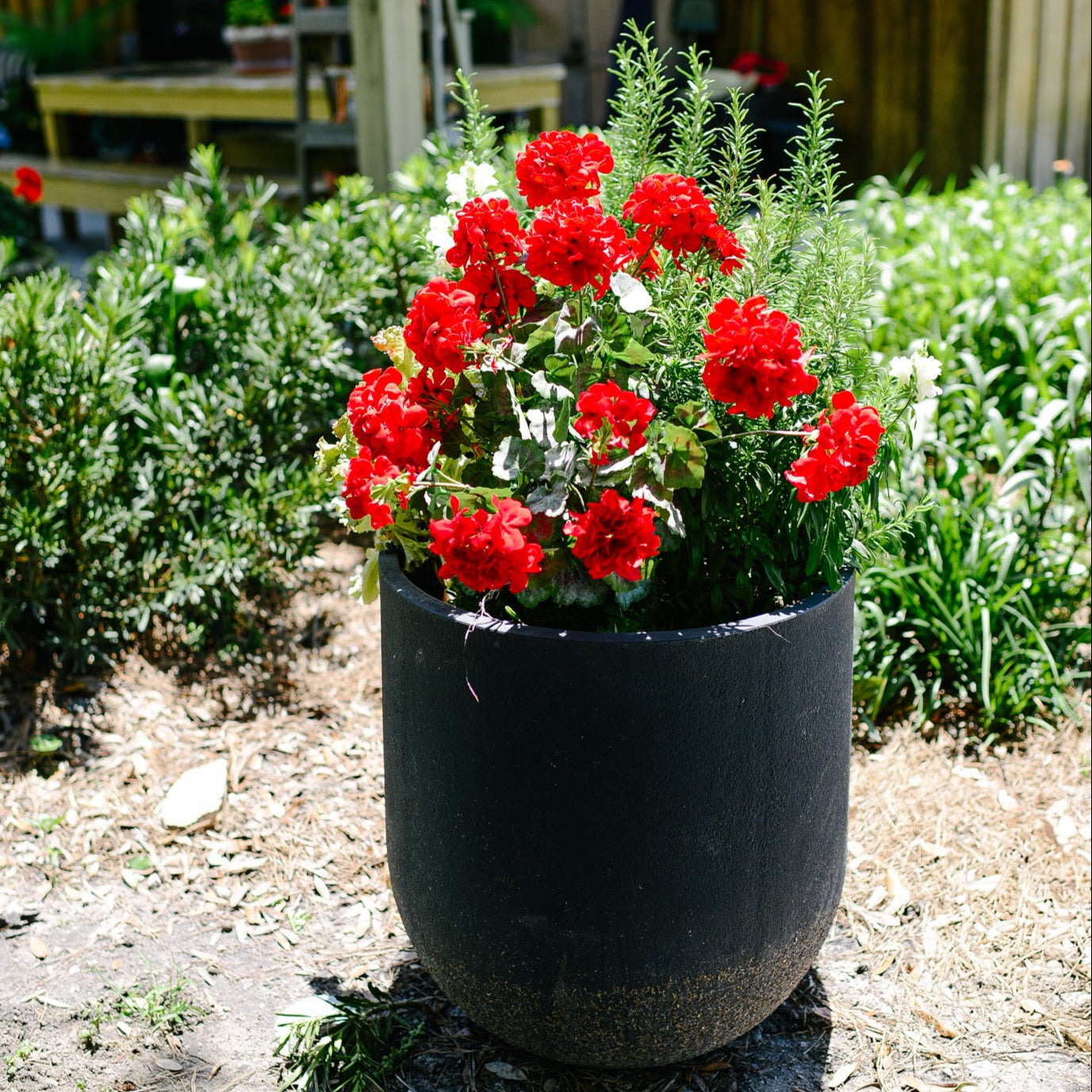 Red Geranium Bush Stem with Nine Blooms Branches Designs