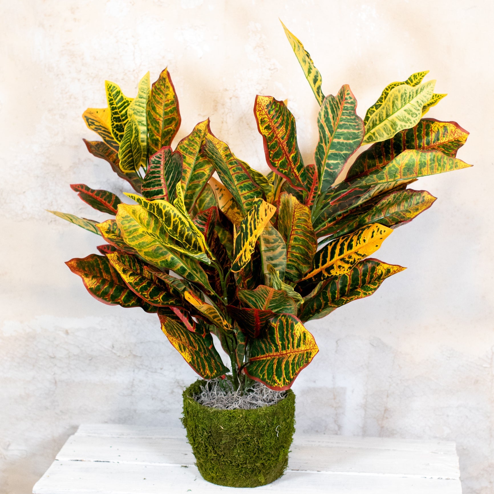 Croton Moss Pot Planter Drop In Branches Designs