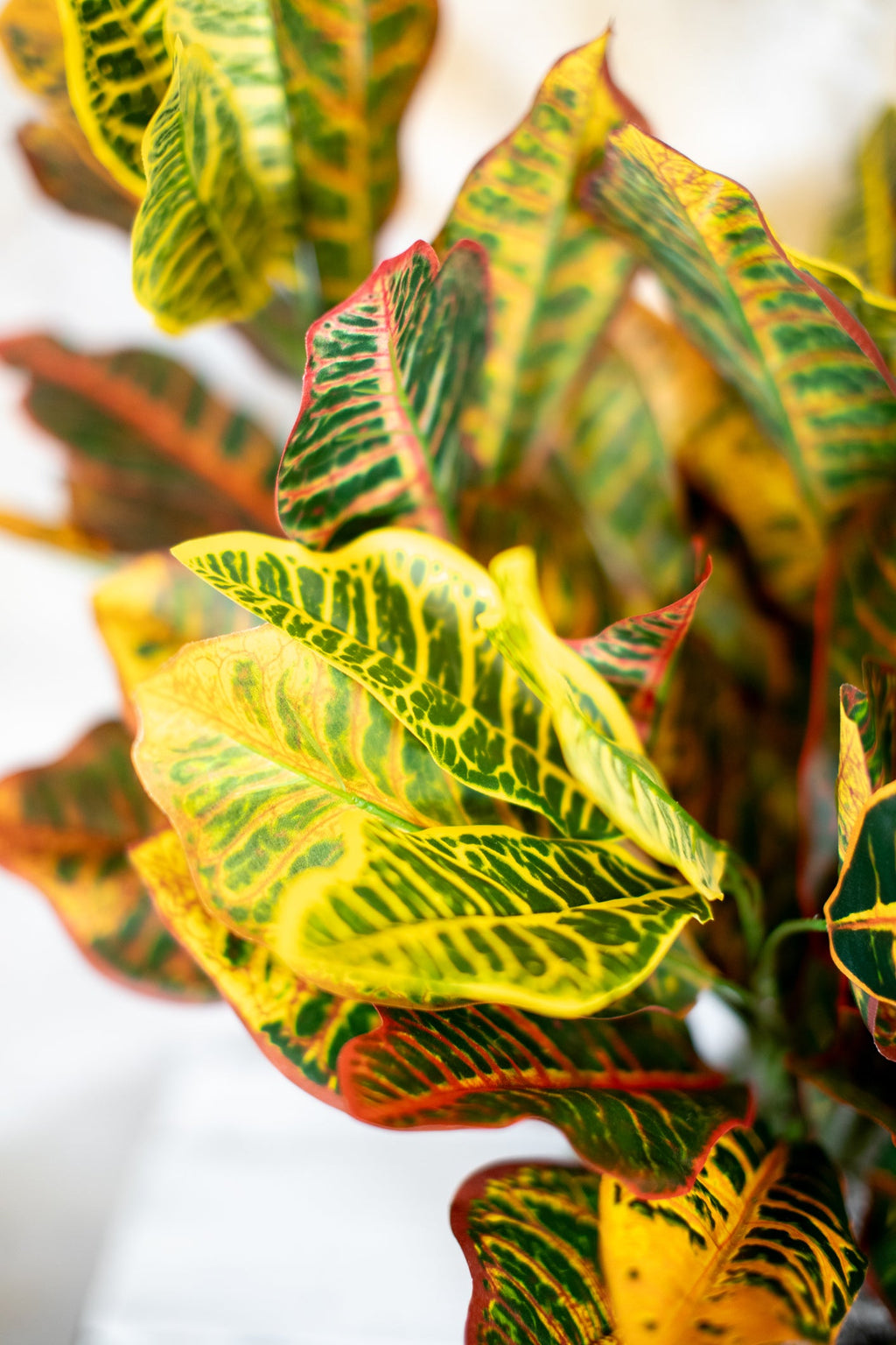 Croton Moss Pot Planter Drop In Branches Designs