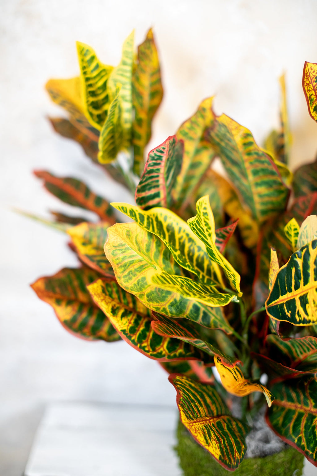 Croton Moss Pot Planter Drop In Branches Designs