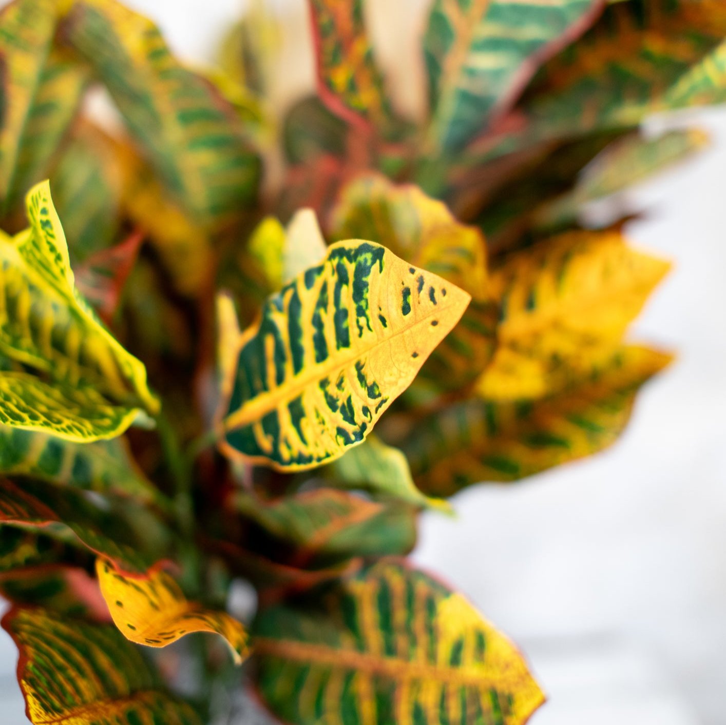Croton Moss Pot Planter Drop In Branches Designs