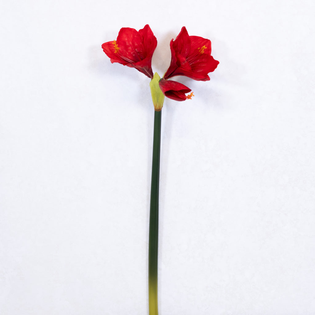 Red Amaryllis with Two Blooms and Bud Branches Designs