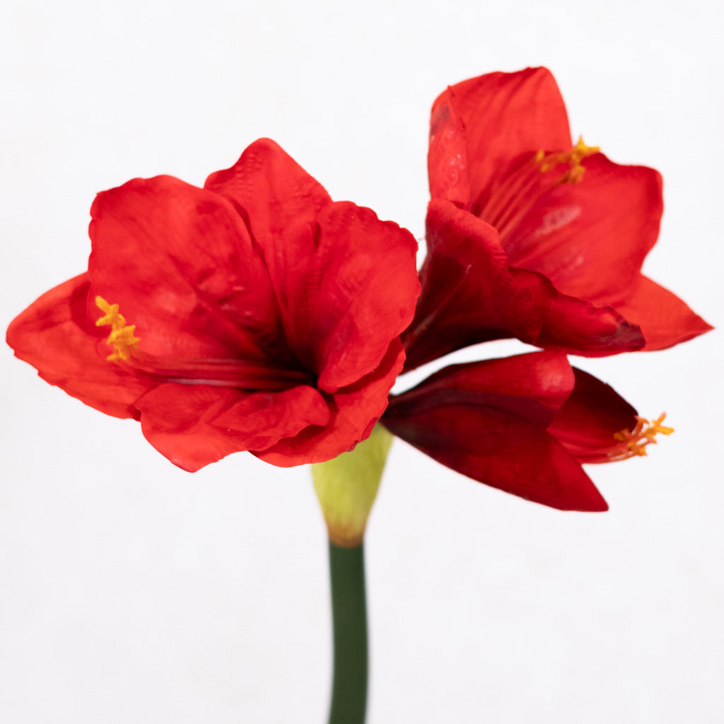 Red Amaryllis with Two Blooms and Bud Branches Designs