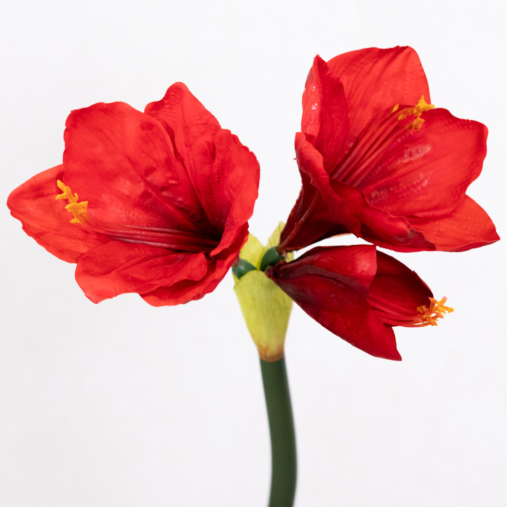 Red Amaryllis with Two Blooms and Bud Branches Designs