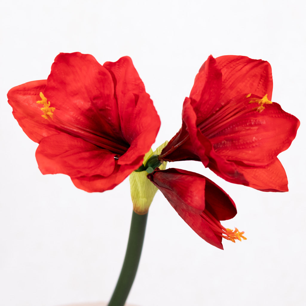 Red Amaryllis with Two Blooms and Bud Branches Designs
