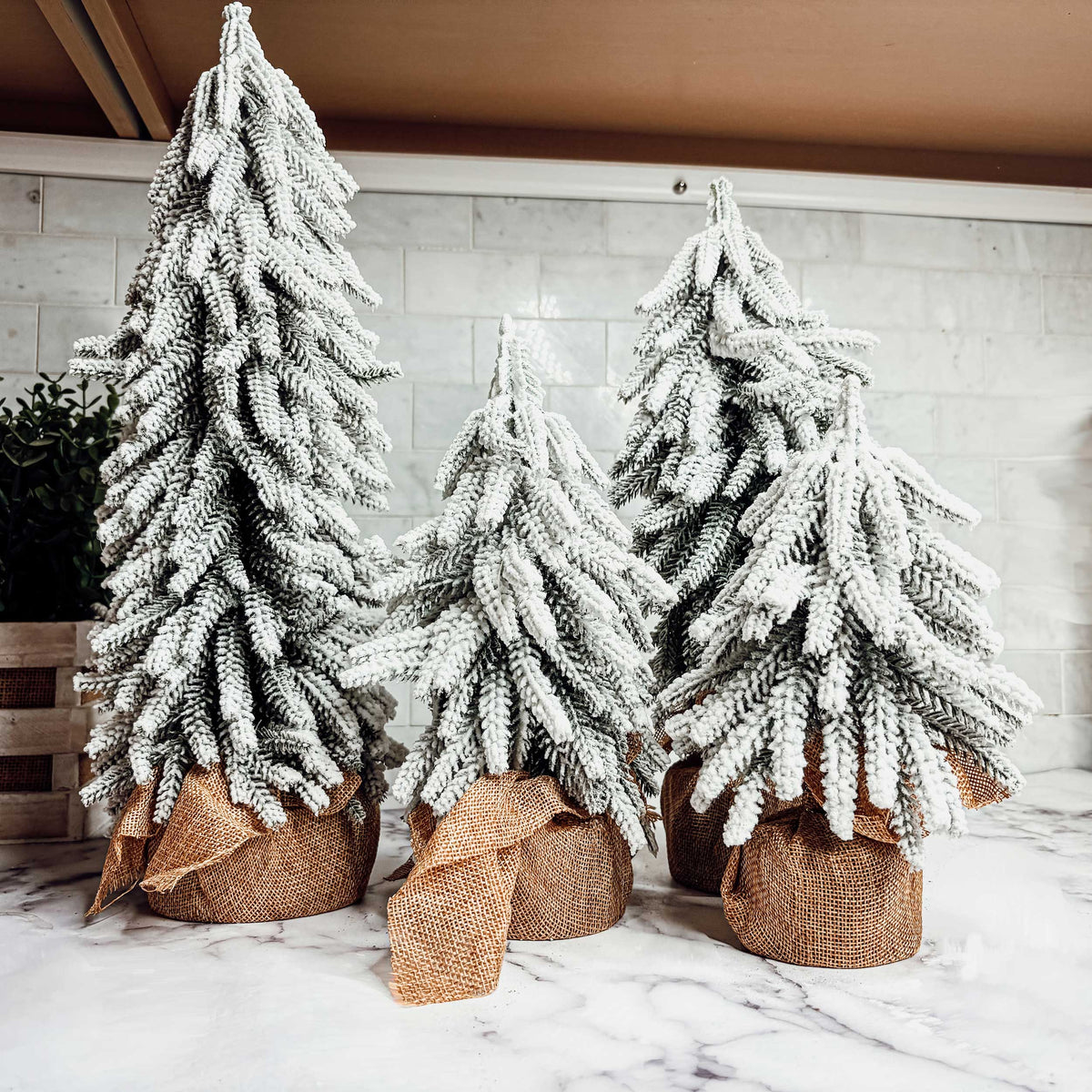 Snow Trees Gia Roma