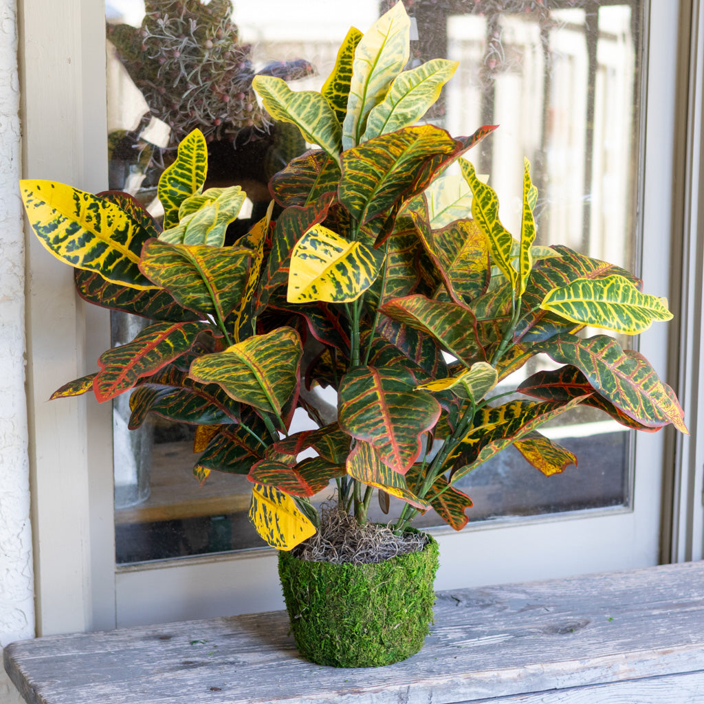 Croton Moss Pot Planter Drop In Branches Designs