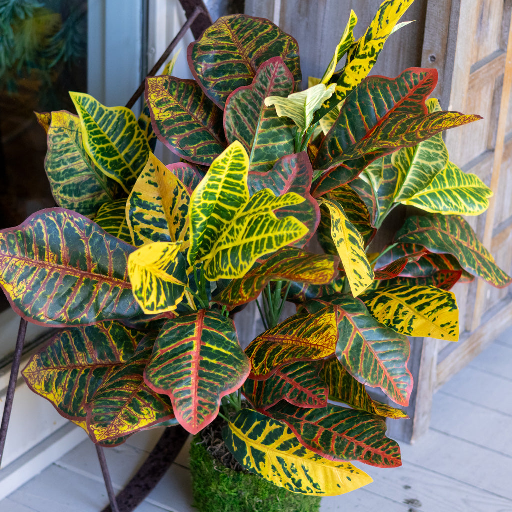 Croton Moss Pot Planter Drop In Branches Designs