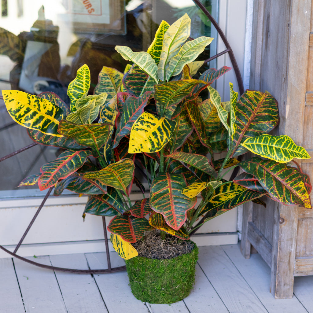 Croton Moss Pot Planter Drop In Branches Designs
