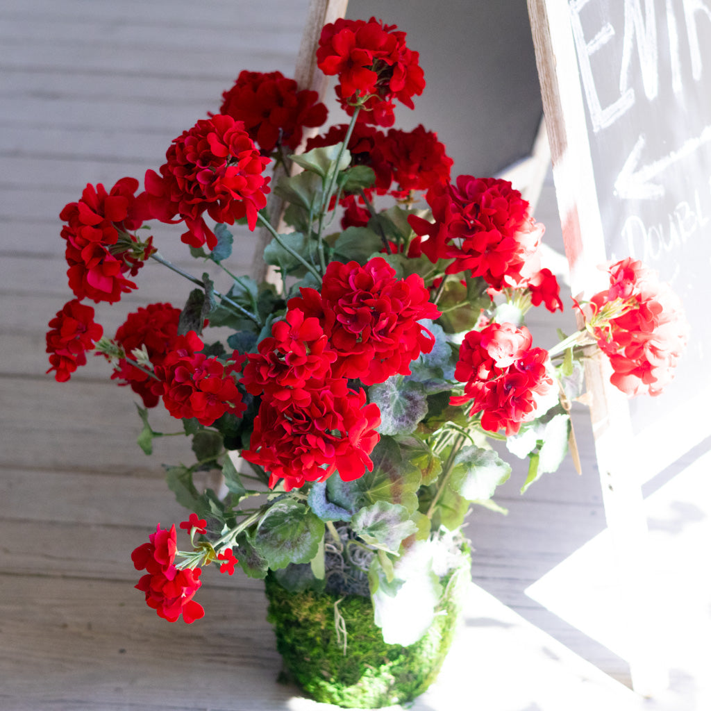 Red Geranium Double Moss Pot Drop In Branches Designs
