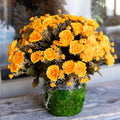 Mum Double Drop In Gold Yellow Branches Designs