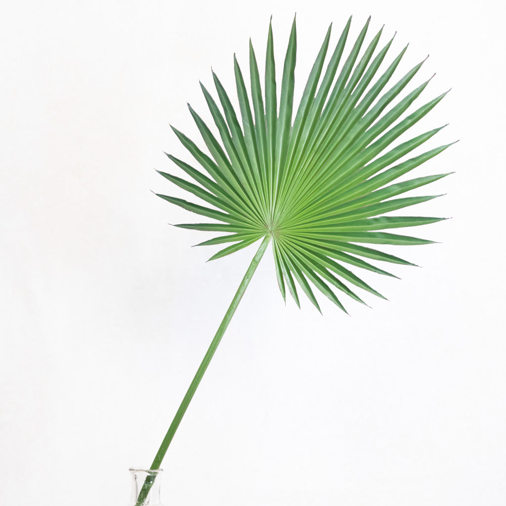 Fan Palm Spray 44"L Branches Designs