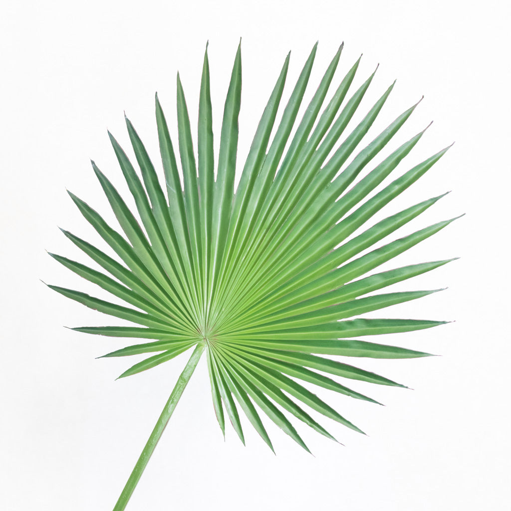 Fan Palm Spray 44"L Branches Designs