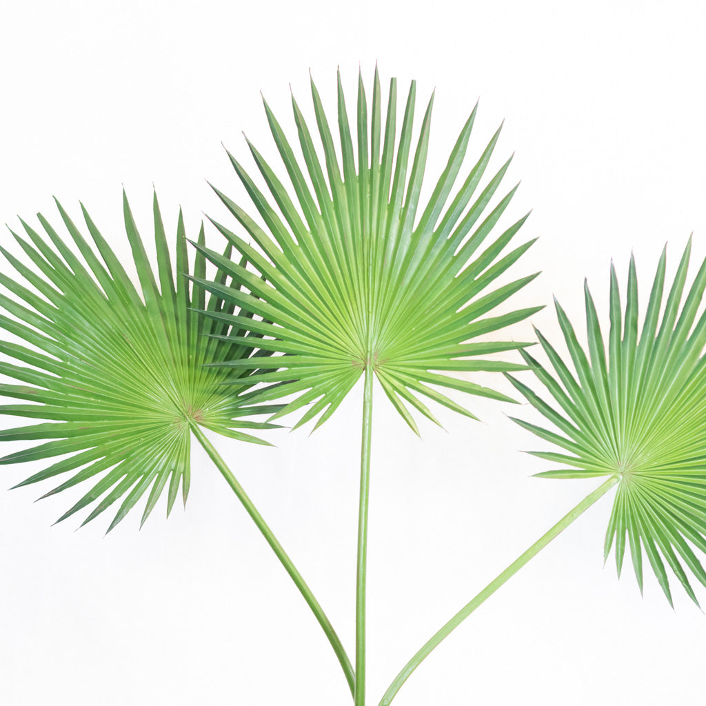 Fan Palm Spray 44"L Branches Designs