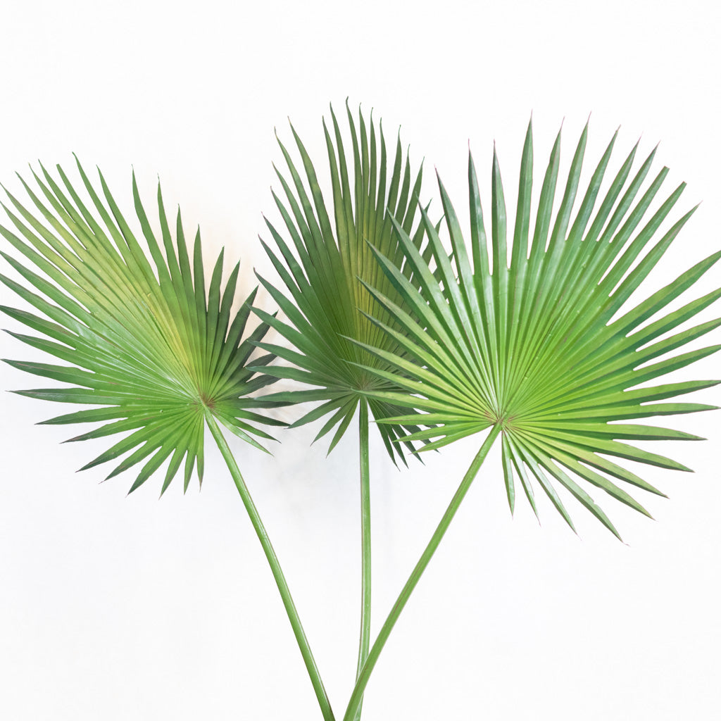 Fan Palm Spray 44"L Branches Designs