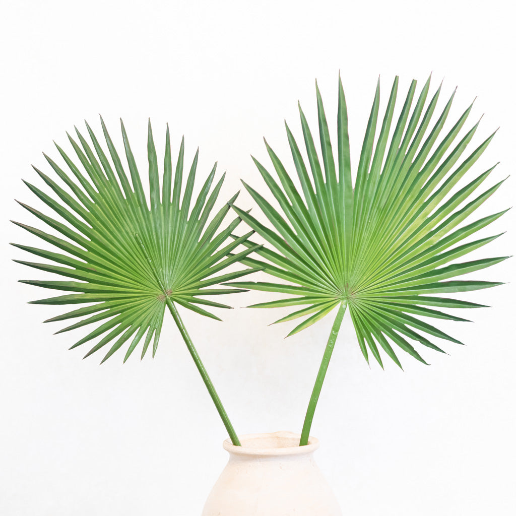 Fan Palm Spray 44"L Branches Designs