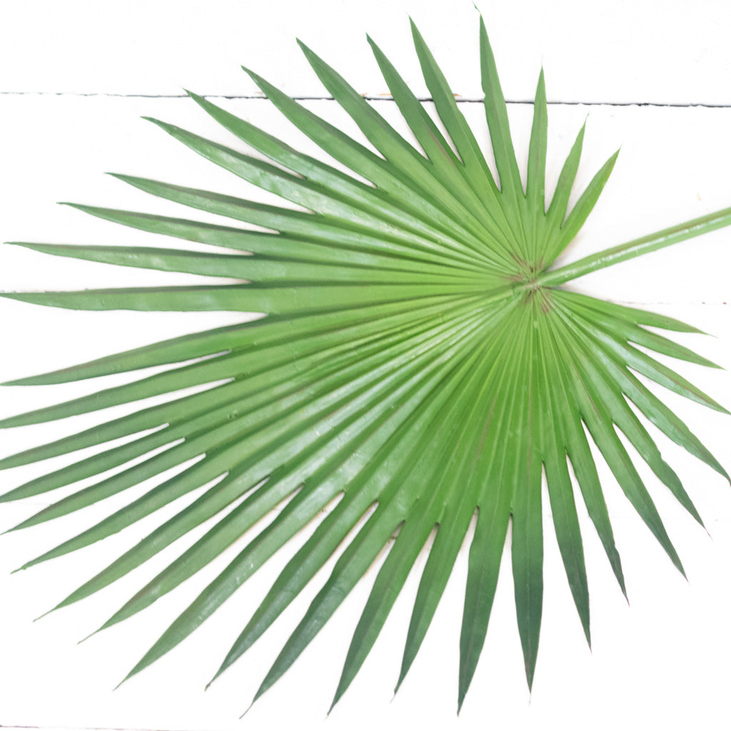 Fan Palm Spray 44"L Branches Designs