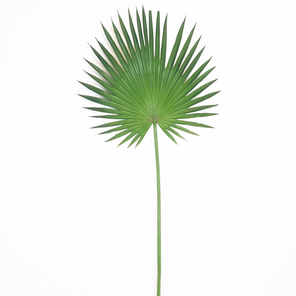 Fan Palm Spray 44"L Branches Designs