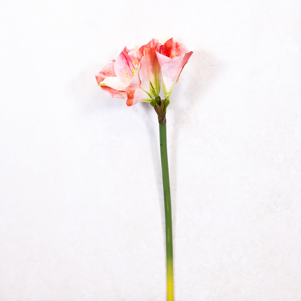 Amaryllis Pink Cream Stem Branches Designs