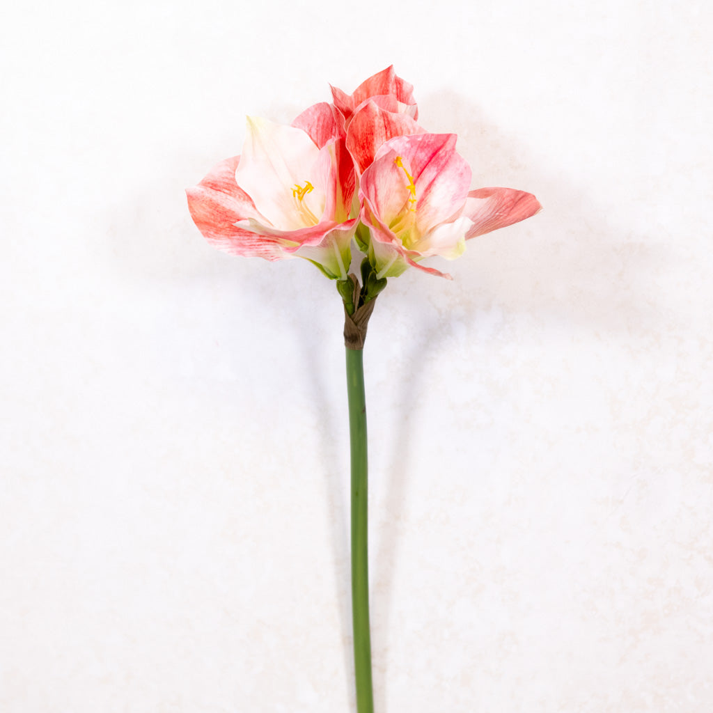 Amaryllis Pink Cream Stem Branches Designs