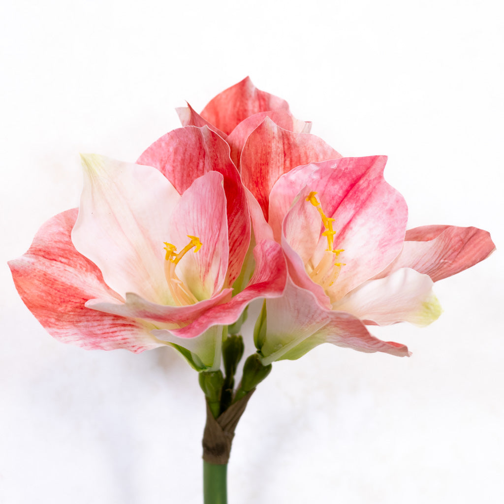 Amaryllis Pink Cream Stem Branches Designs