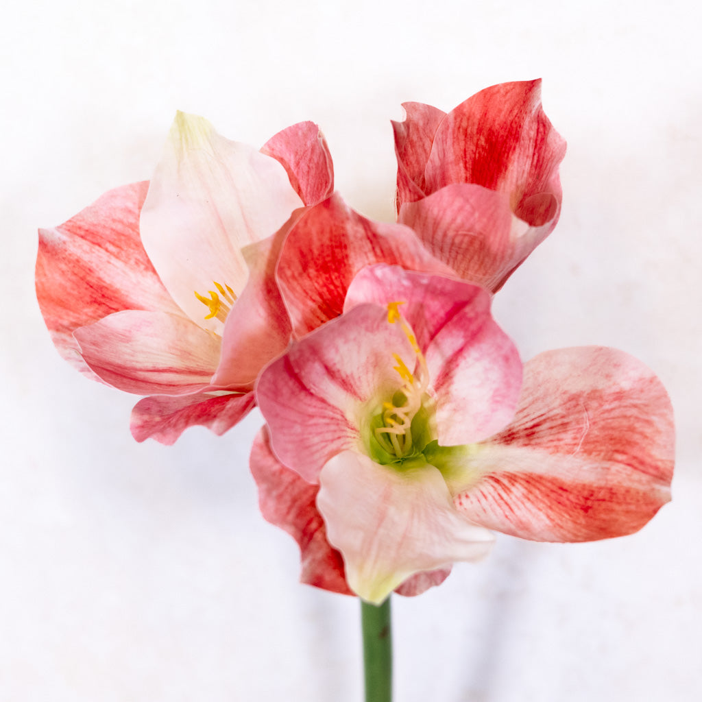 Amaryllis Pink Cream Stem Branches Designs