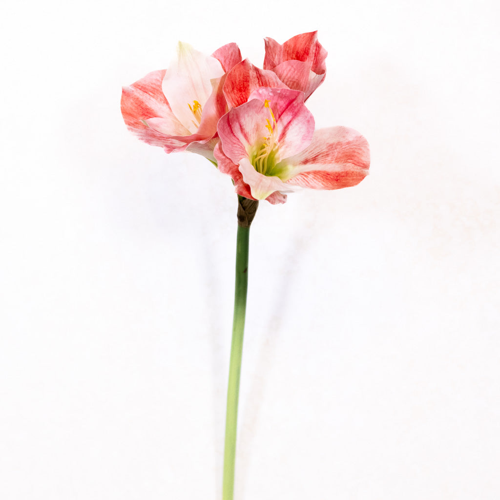 Amaryllis Pink Cream Stem Branches Designs