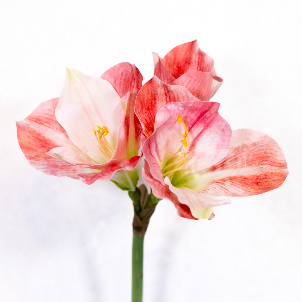 Amaryllis Pink Cream Stem Branches Designs