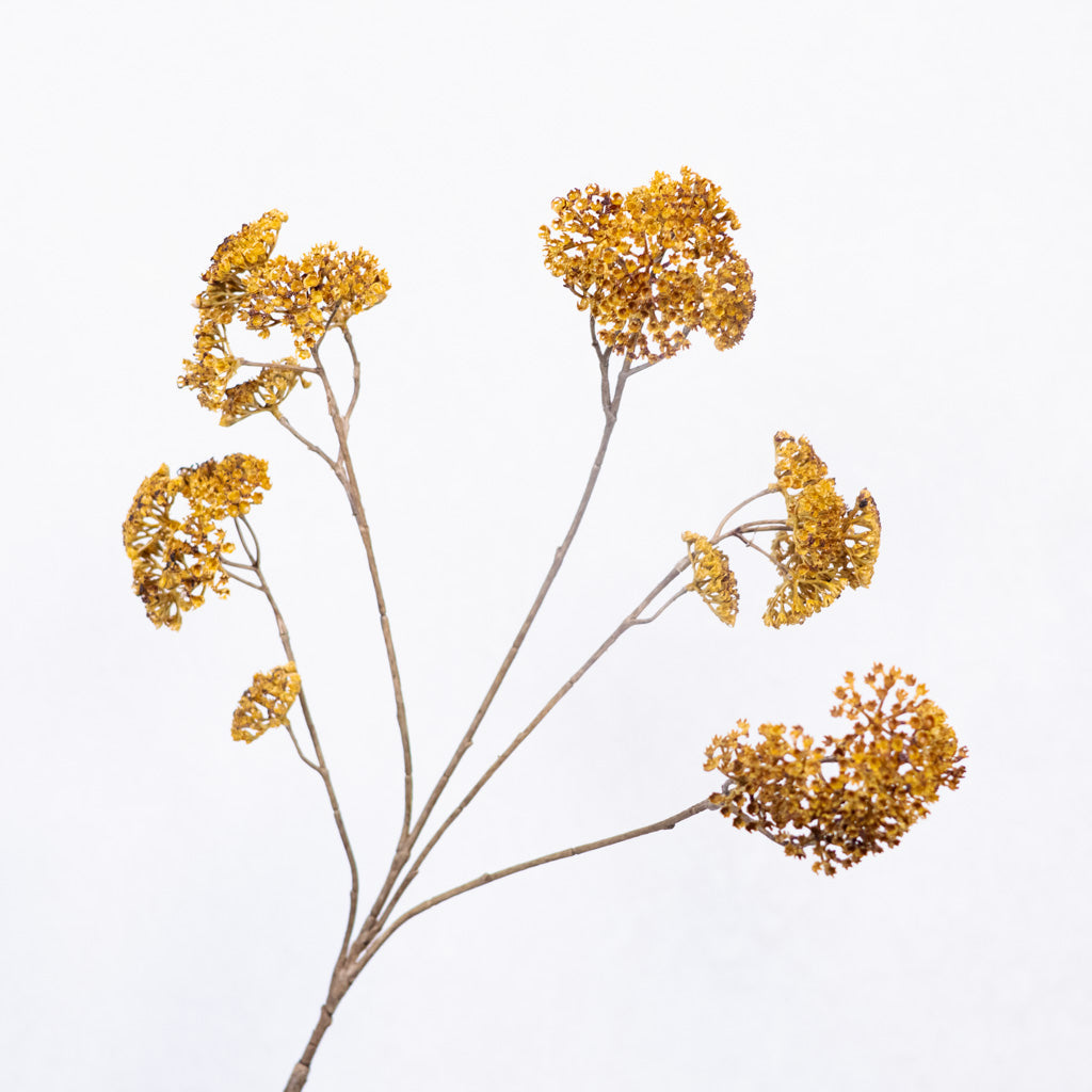 Achillea Spray Mustard Branches Designs