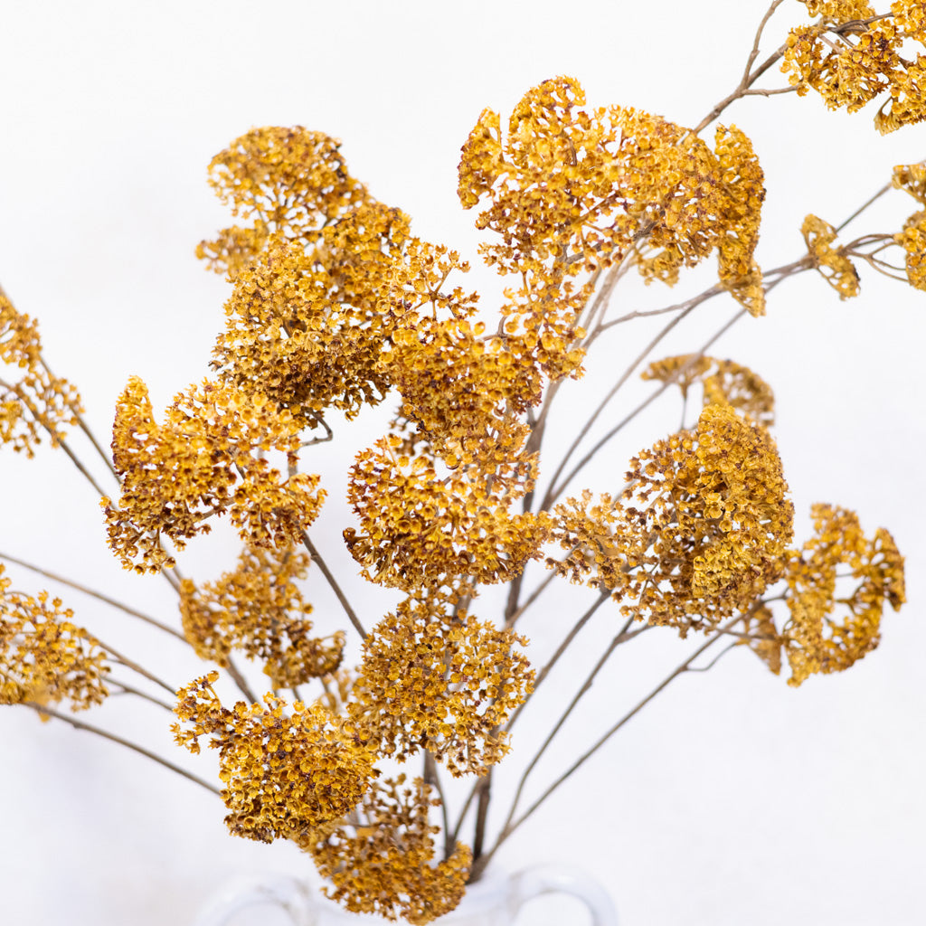 Achillea Spray Mustard Branches Designs