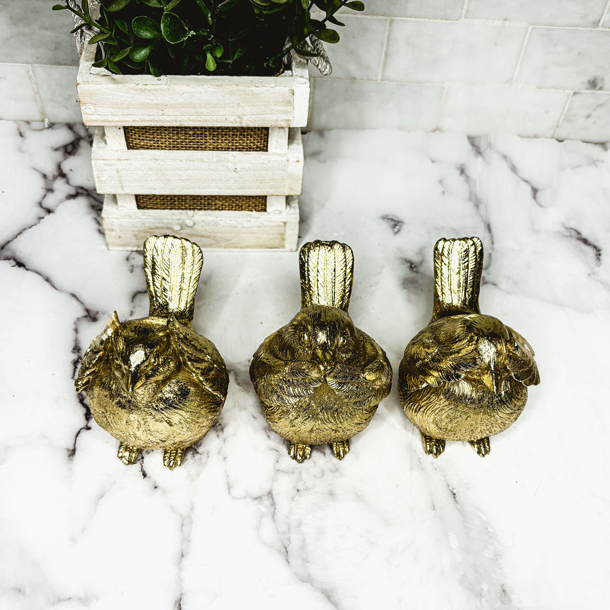 3 Wise Birds Gia Roma