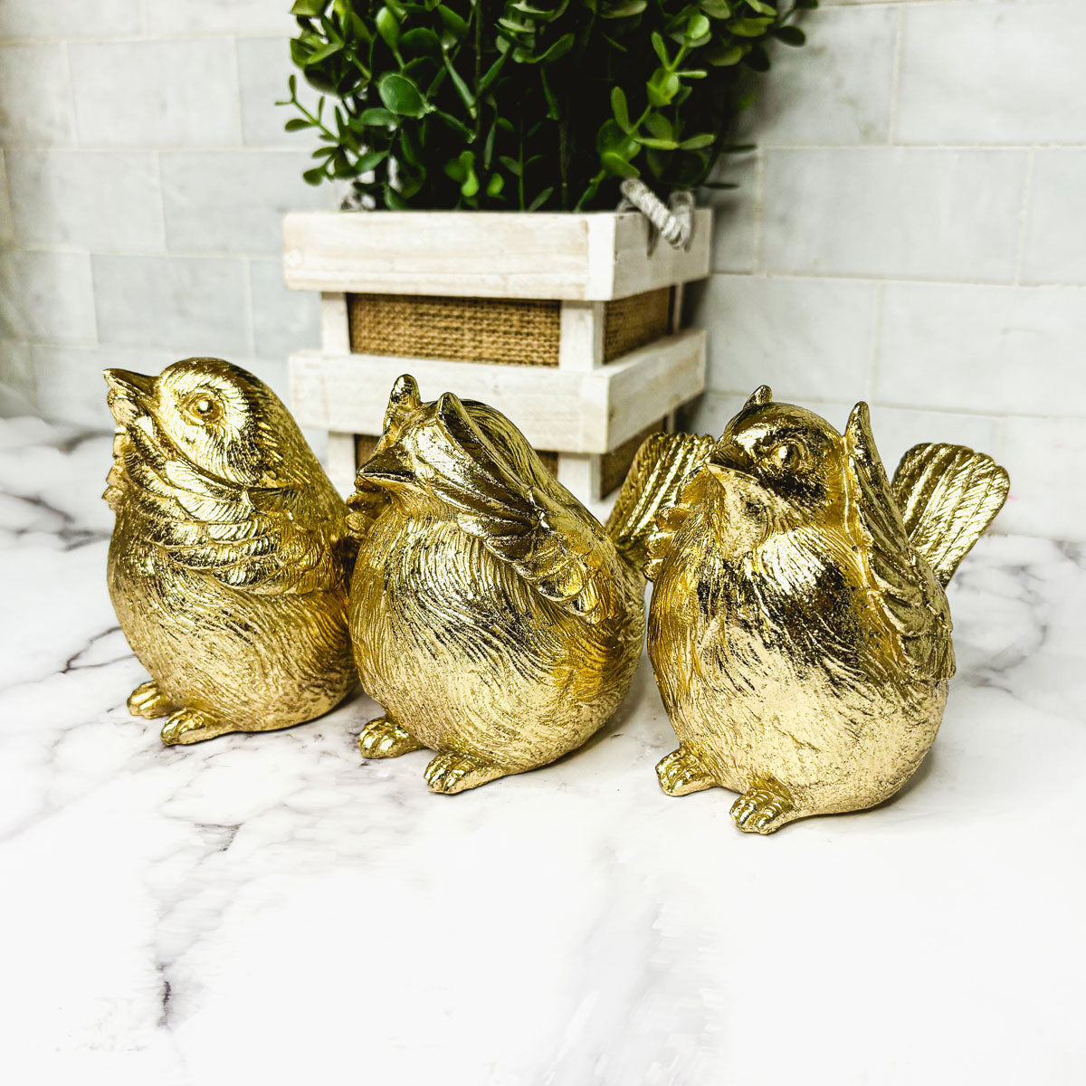 3 Wise Birds Gia Roma