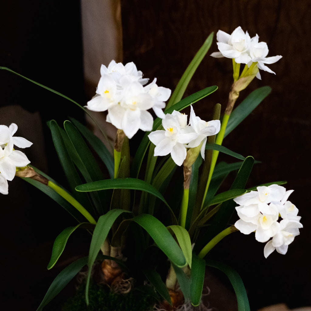 Double Paperwhite Potted Branches Designs