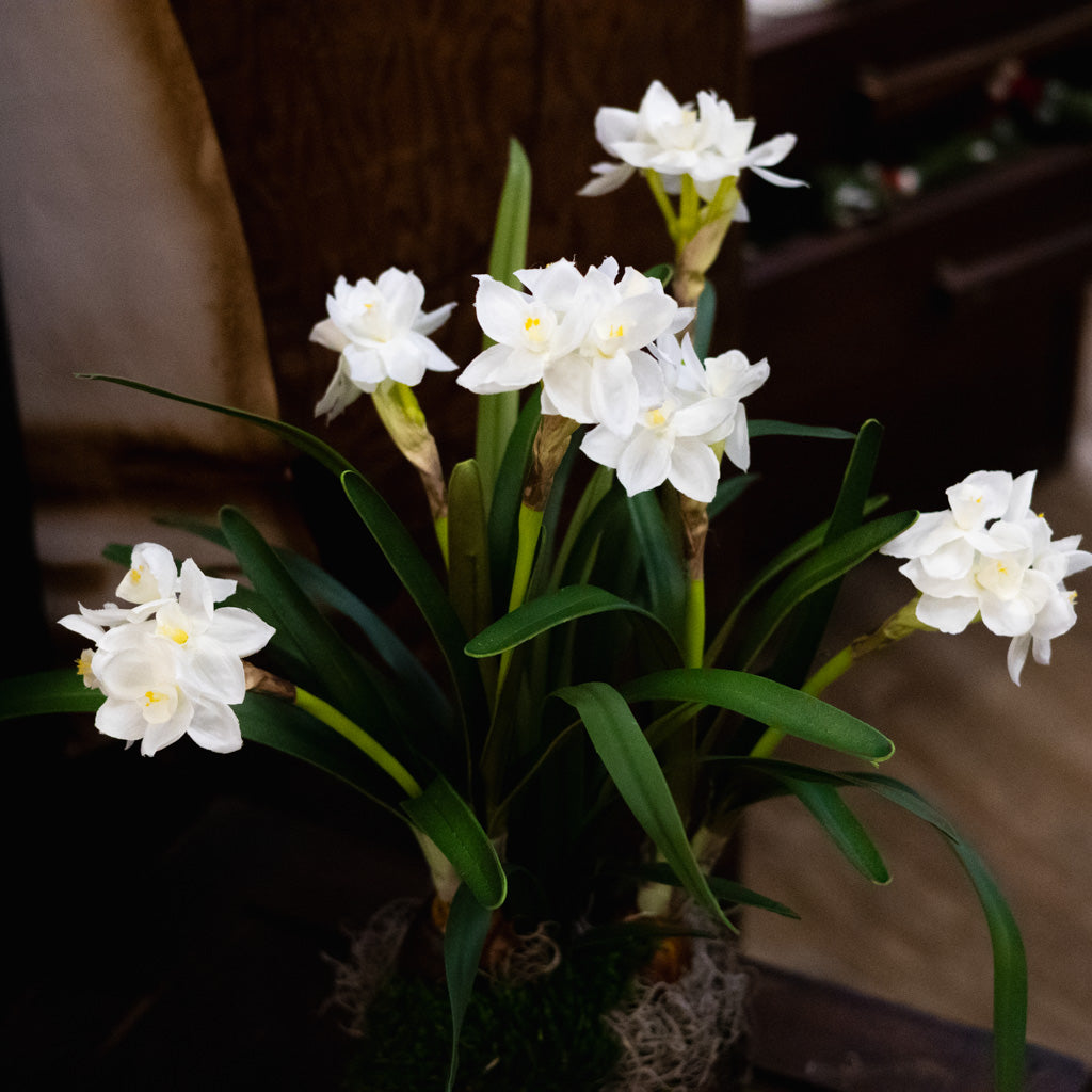 Double Paperwhite Potted Branches Designs