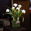 Double Paperwhite Potted Branches Designs